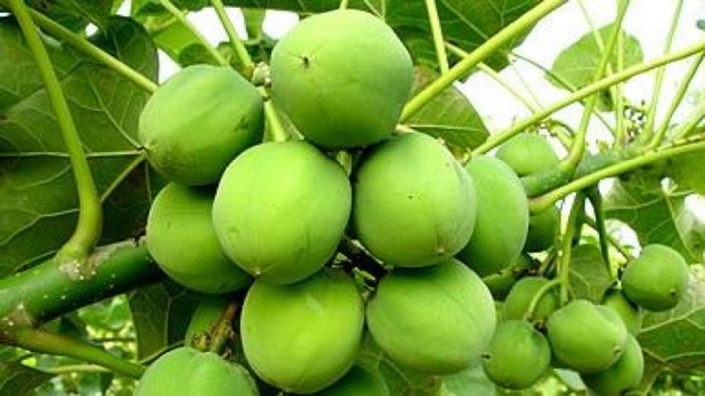 Buah jarak bermanfaat bagi kesehatan tubuh.
