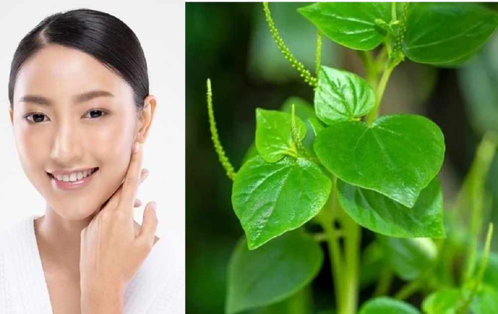 Meski termasuk golongan rumput liar, manfaat daun sirih cina nyatanya sangat banyak dan baik untuk kesehatan tubuh dan kecantikan.
