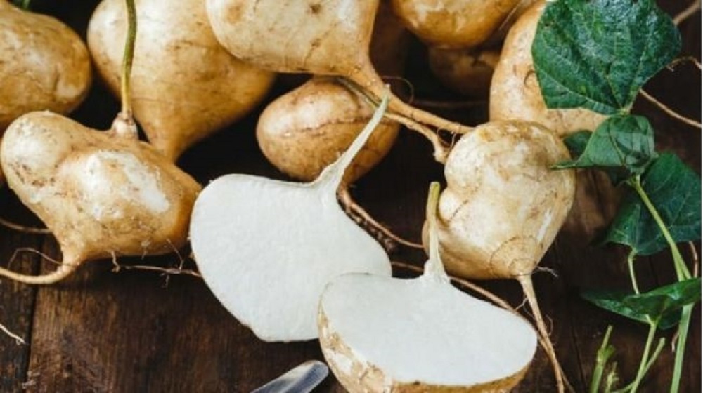 Bengkoang merupakan jenis umbi-umbian berwarna putih yang mengandung berbagai macam nutrisi sehingga baik untuk kesehatan tubuh.