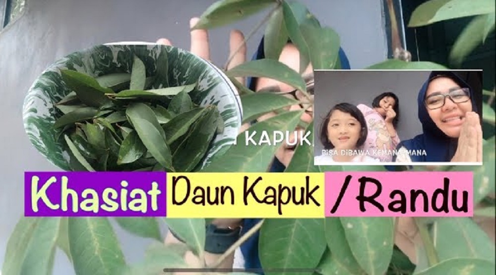 Daun randu mentah diketahui mengandung zat fitokimia berikut yang berperan sebagai antioksidan.
