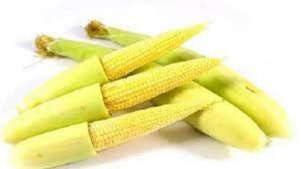 Jagung muda atau disebut baby corn atau putren,  ternyata memiliki sejumlah khasiat yang baik untuk kesehatan tubuh.