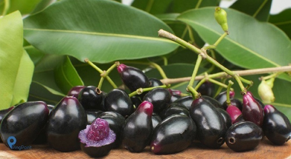 Buah duwet atau jamblang bentuknya mirip anggur. Duwet rasanya super asam. Kaya akan antioksidan.