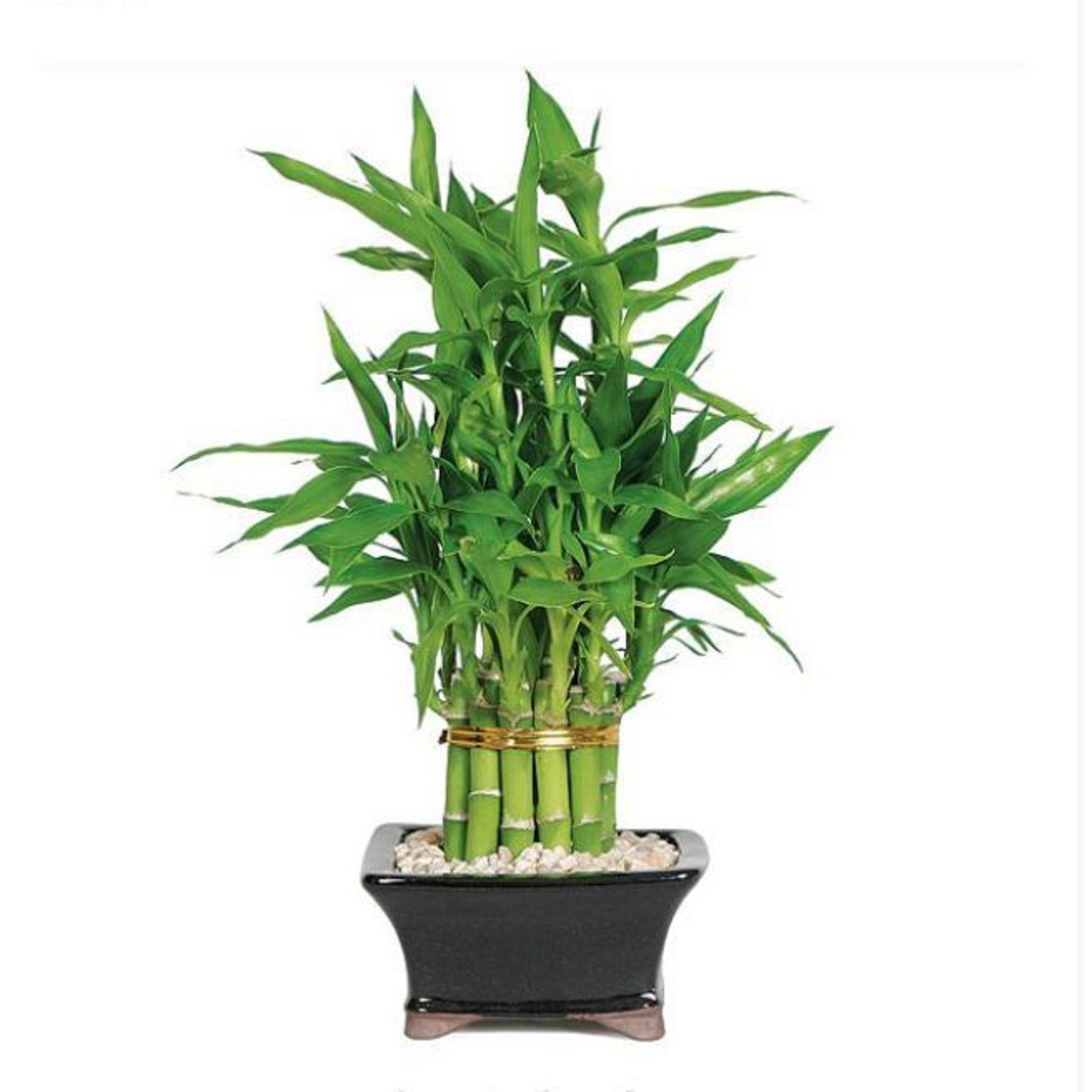 Bambu hoki