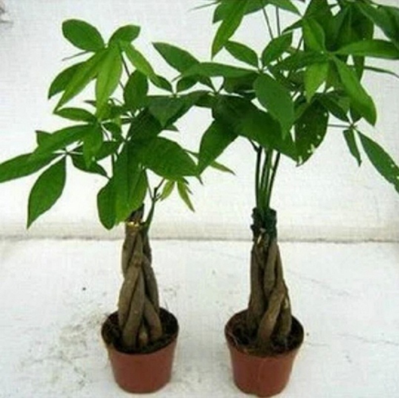 Tanaman pachira