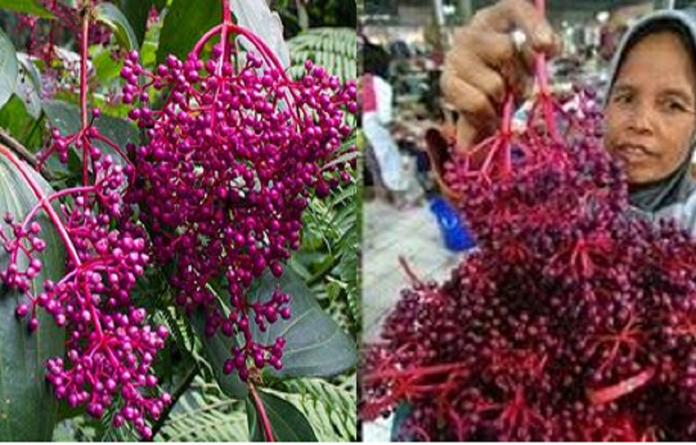 Dipercaya Atasi Masalah Sulit Keturunan, Konsumsi Buah Parijoto ternyata Punya Banyak Khasiat, Salah satunya Menurunkan Kadar Gula Darah