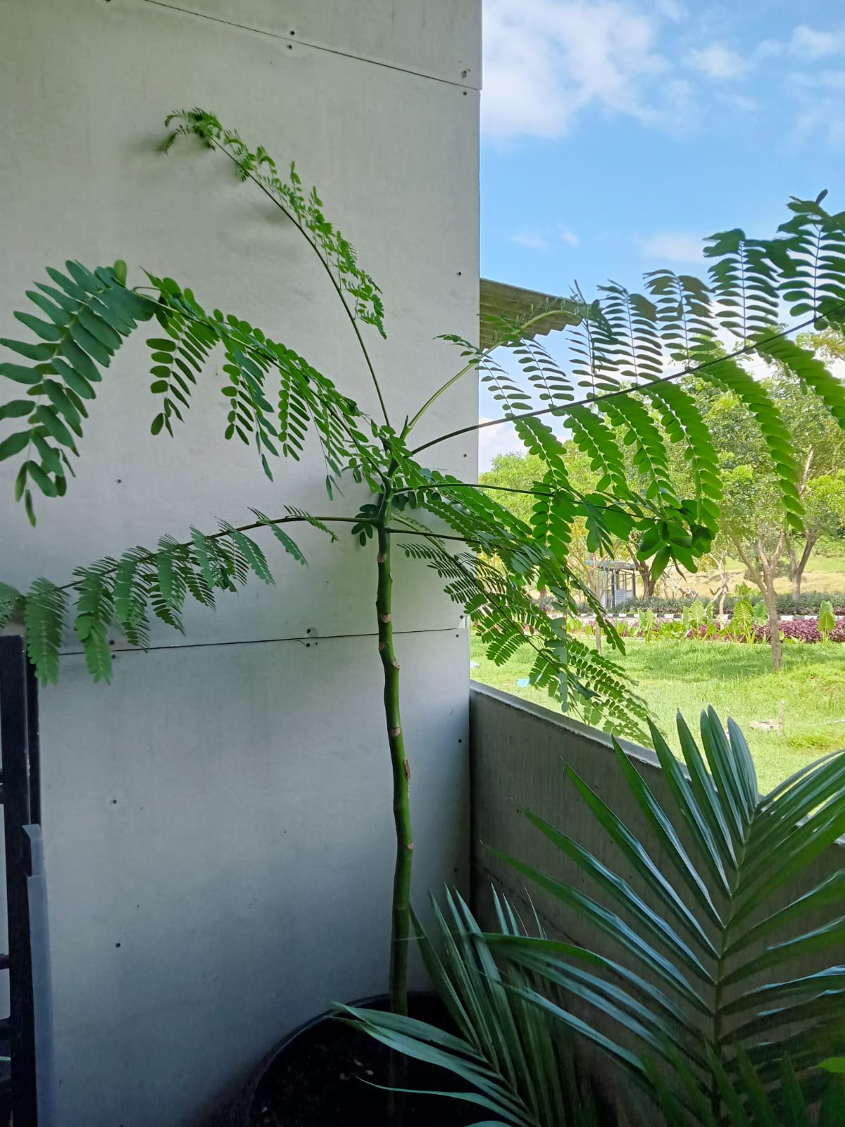 Solobium atau pakis brazil masih kecil setinggi 1 meter. Tanaman ini mudah tumbuh tinggi dan menarik sebagai tanaman hias indoor.