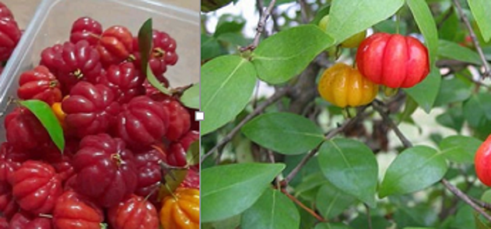 Daun dewandaru mengandung berbagai senyawa fitonutrien, seperti saponin, tanin, terpenoid, dan flavonoid.