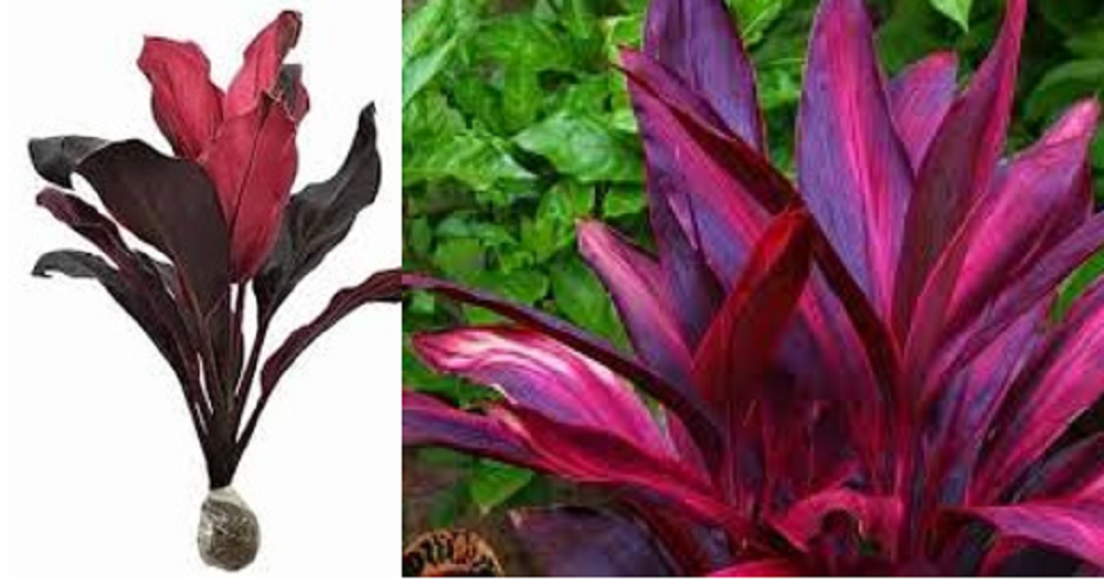 Daun andong atau hanjuang yang berwarna merah sering dimanfaatkan sebagai obat tradisional.