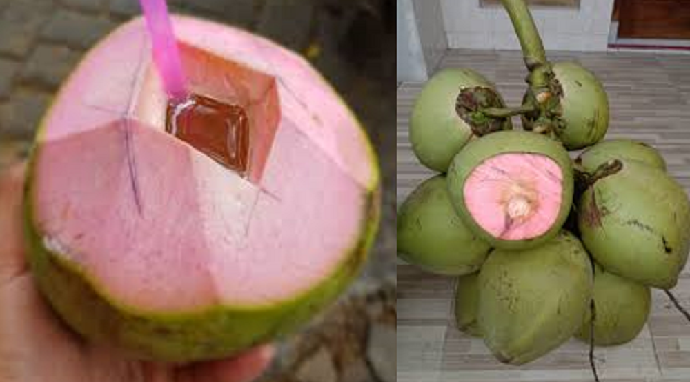 Kelapa muda wulung ini punya segudang manfaat bagi kesehatan