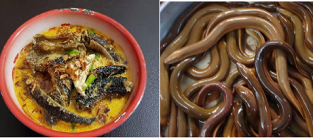 Belut mengandung vitamin A dan protein . Juga asam amino, karbohidrat, magnesium, kalsium, zat besi, dan berbagai nutrisi lain.