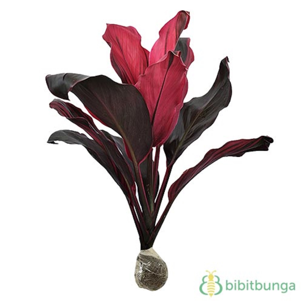 Tanaman andong atau hanjuang juga bisa ditanam dengan media air.