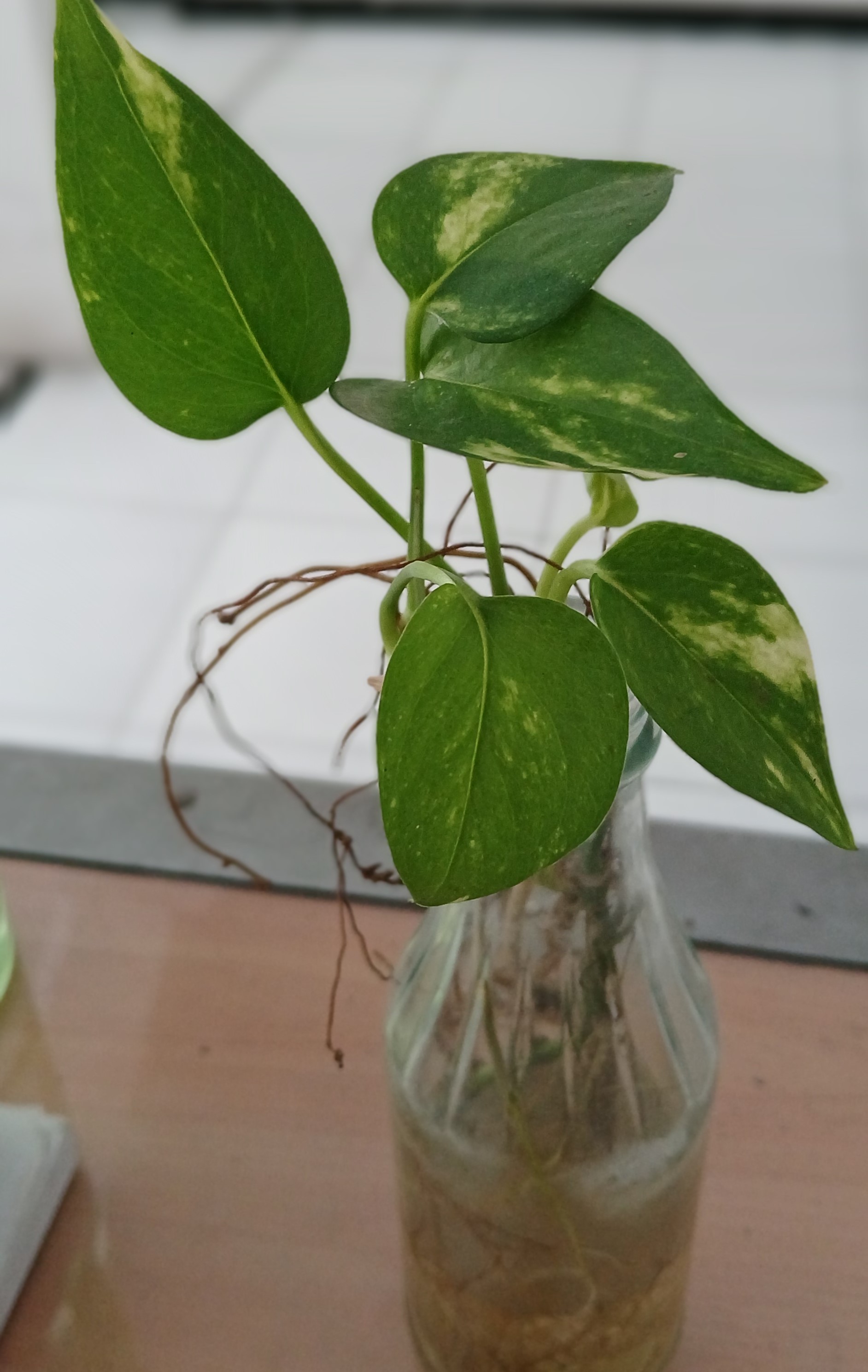 Tanaman sirih gading sangat mudah tumbuh dengan media air.