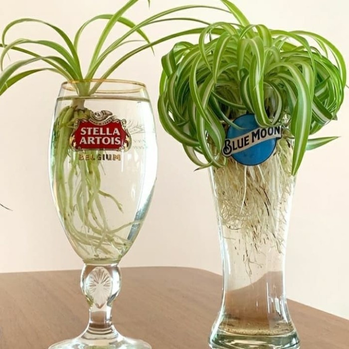 Tanaman kaki laba-laba atau spider plant cepat tumbuh dalam botol.