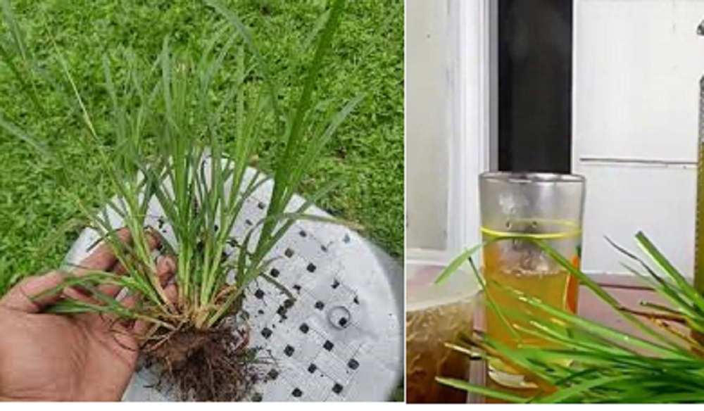 Dikenal sebagai gulma, ternyata rumput teki mempunyai banyak manfaat untuk kesehatan.