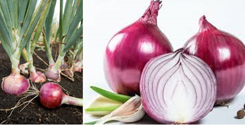 Bawang merah terkenal sebagai rempah yang memiliki sejuta manfaat untuk kesehatan.