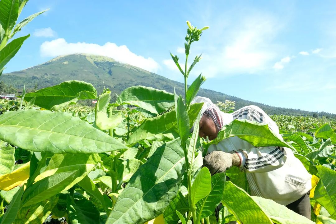 Petani Temanggung tengah merawat tanaman tembakaunya.