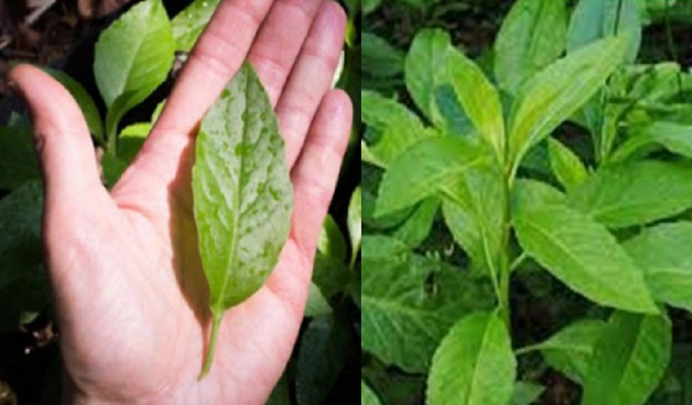 Sudah lama, daun sambung nyawa dikenal sebagai tanaman herbal yang memiliki berbagai khasiat untuk kesehatan.