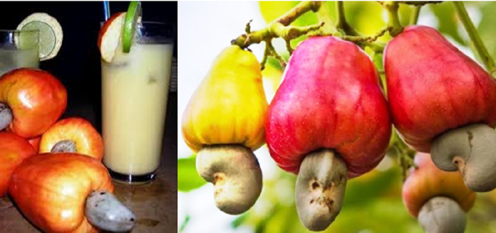 Jambu monyet memiliki manfaat kesehatan yang tak terbantahkan. Jambu monyet kaya akan zat gizi yang diperlukan oleh tubuh serta mengandung serat.