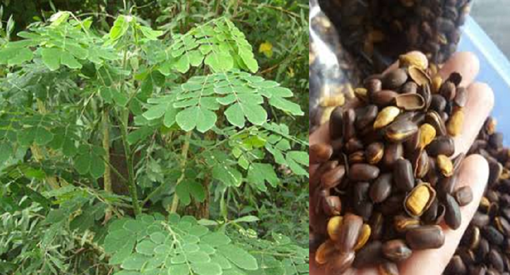 Khasiat Daun dan Biji Trembesi untuk Kesehatan, Banyak yang Tak Menyangka, Ternyata Bisa untuk Mencegah Kanker dan Mengobati Migrain