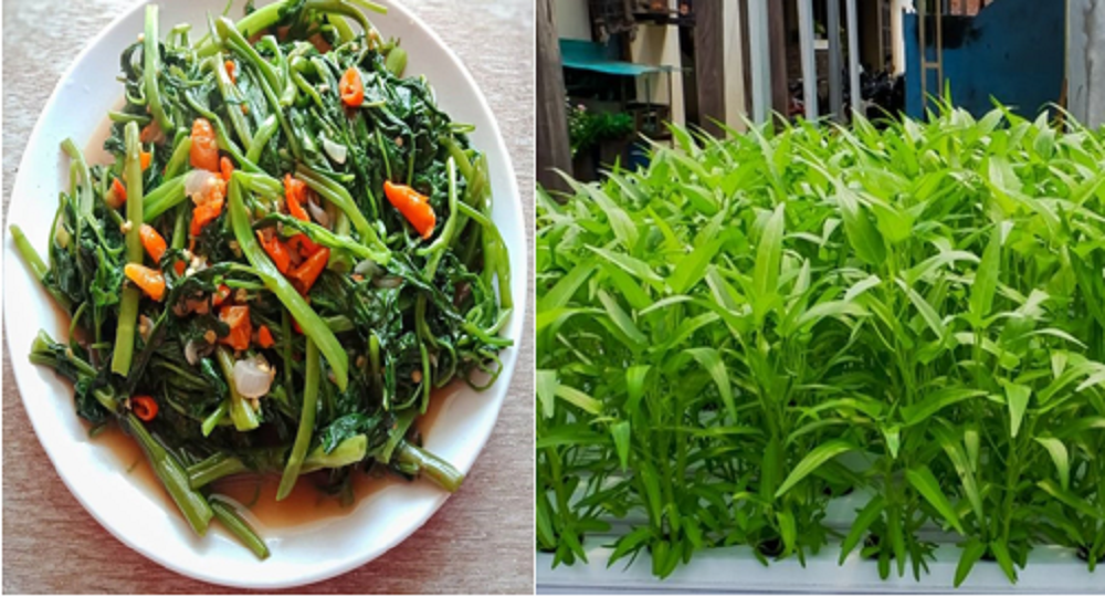 Sayuran kangkung mengandung sejumlah nutrisi yang baik bagi kesehatan tubuh.
