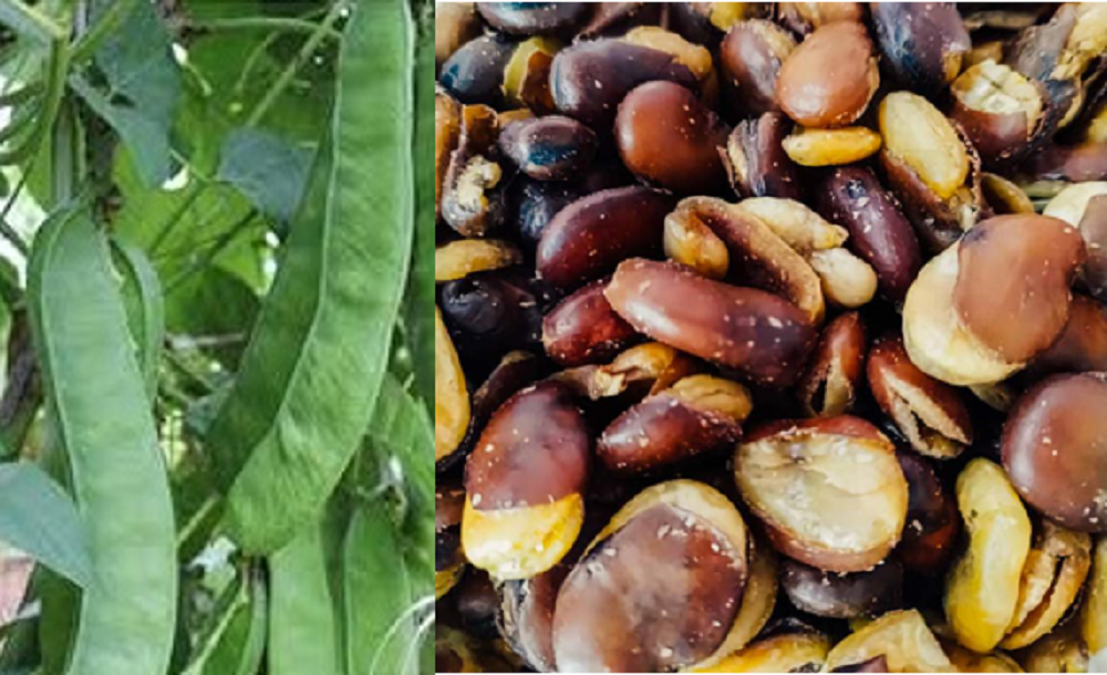 Kacang koro ternyata memiliki kandungan zat gizi yang punya manfaat untuk kesehatan.