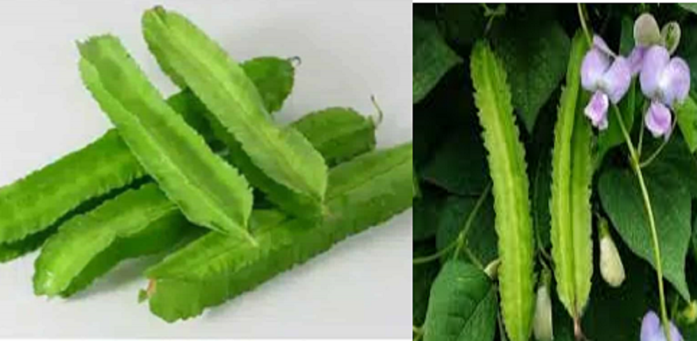 Selain sebagai pelengkap menu masakan, kecipir sangat baik untuk kesehatan.