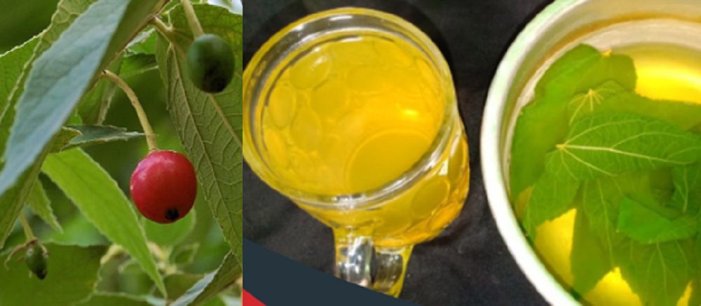 Daun kersen atau talok telah lama dikenal oleh masyarakat sebagai bagian dari pengobatan herbal.