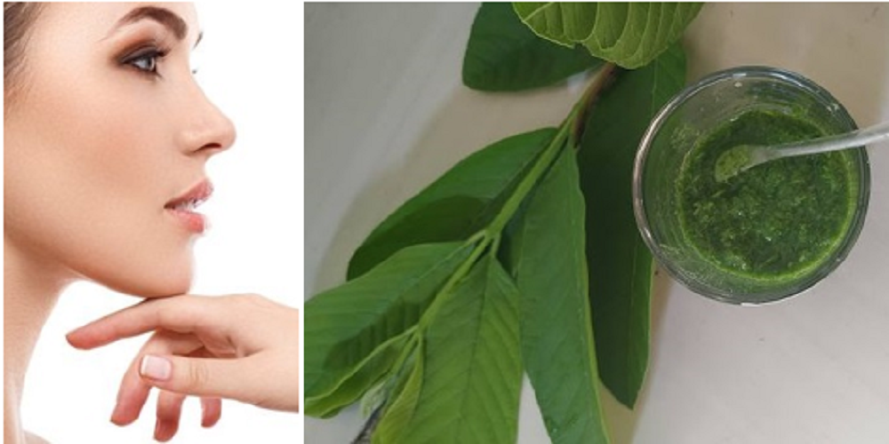 Manfaat daun jambu biji untuk wajah beragam, mulai dari mengurangi munculnya jerawat hingga mencerahkan kulit.