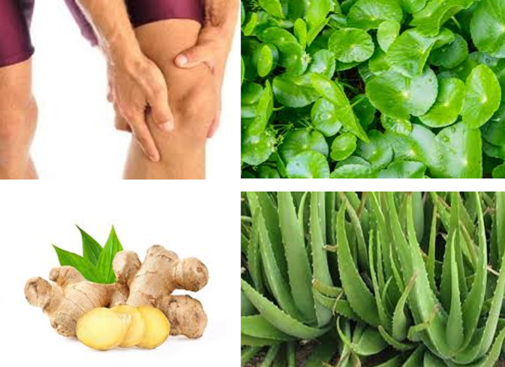Banyak bahan alami yang bisa dijadikan obat herbal yang efektif untuk nyeri lutut dan sendi. Di antaranya daun pegagan, jahe dan lidah buaya.