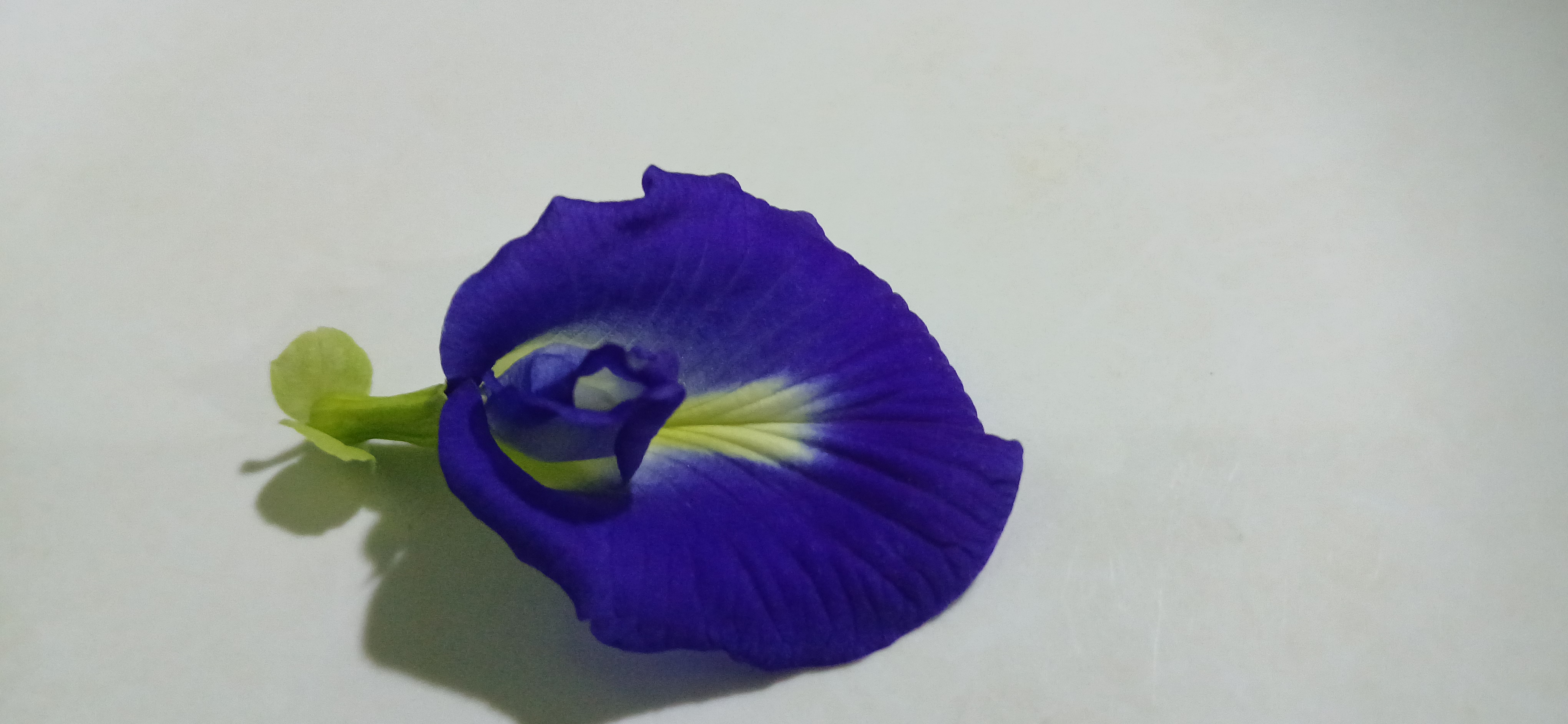 Bunga telang warnanya biru. Selain sebagai tanaman hias bunga ini baik untuk kesehatan.