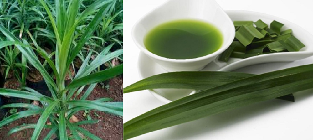 Daun suji mengandung senyawa aktif yang menjadikan tanaman suji bersifat antioksidan, antiinflamasi, antibakteri, dan antijamur. Sehingga baik untuk kesehatan.