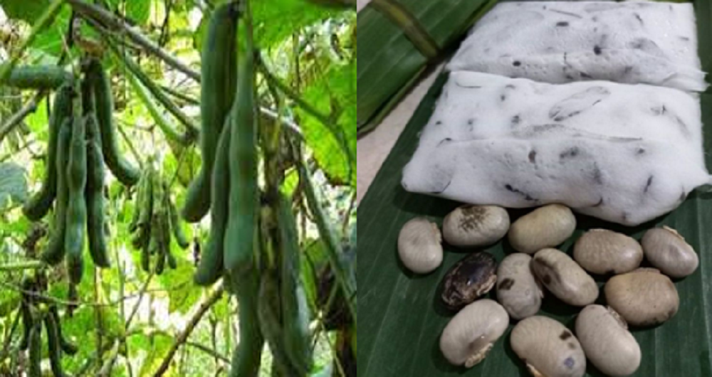 Khasiat biji koro benguk untuk kejantanan pria pernah dibuktikan dalam sebuah penelitian di India. Salah satunya dibuat menu tempa benguk.