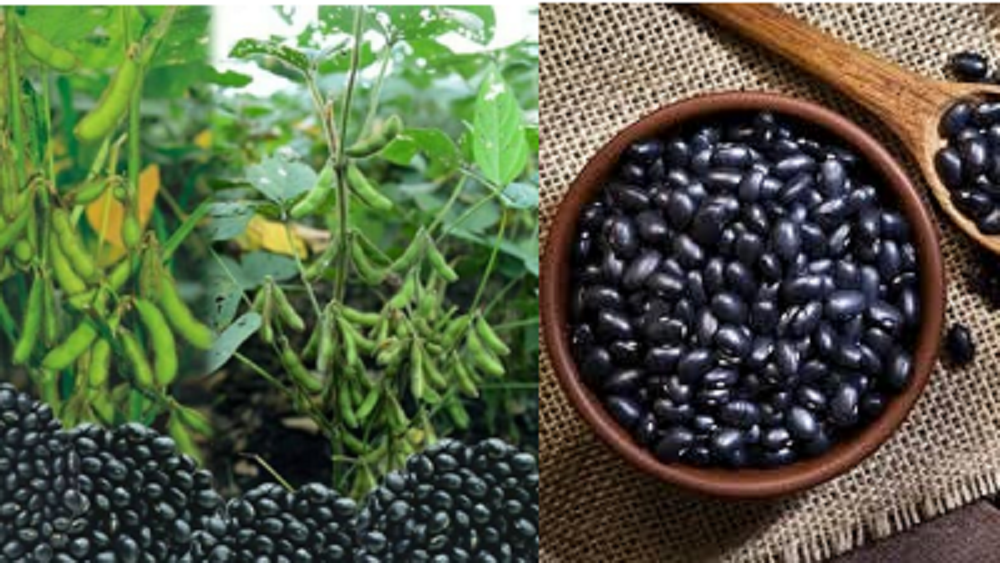 Kedelai hitam mengandung senyawa-senyawa bioaktif, seperti antosianin, isoflavon, dan antioksidan, yang memberikan warna gelap pada bijinya dan berkhasiat untuk kesehatan.