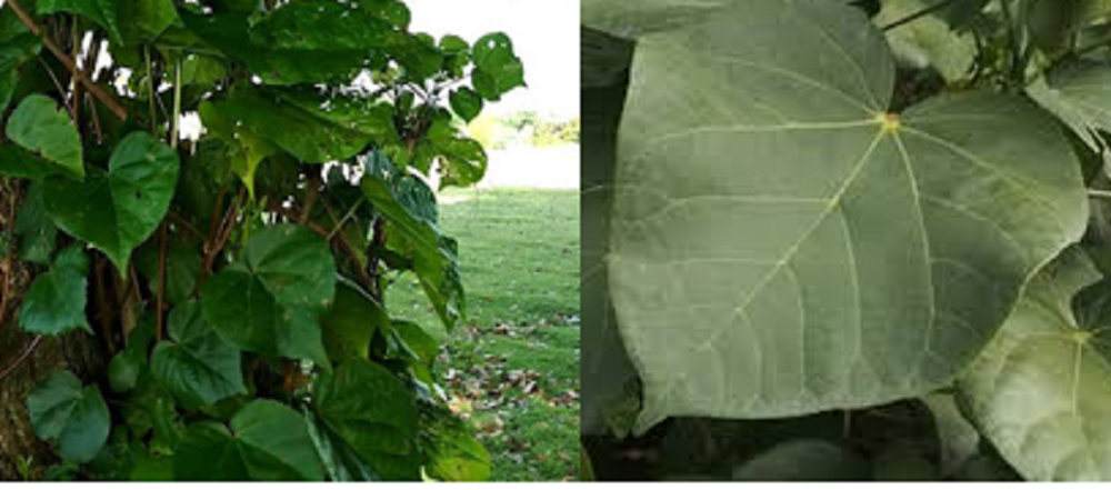 Berbagai bagian pohon waru, mulai dari akar, batang, hingga daunnya dipercaya memiliki manfaat yang baik untuk kesehatan.