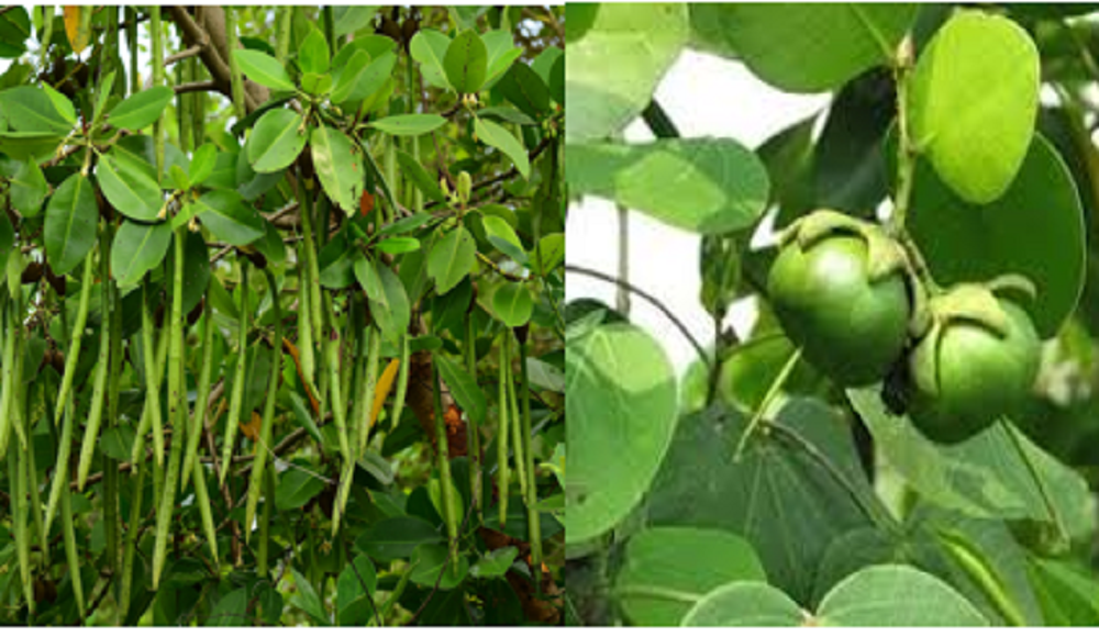 Pohon, daun, akar dan buah mangrove bisa sebagai obat herbal untuk kesehatan tubuh.