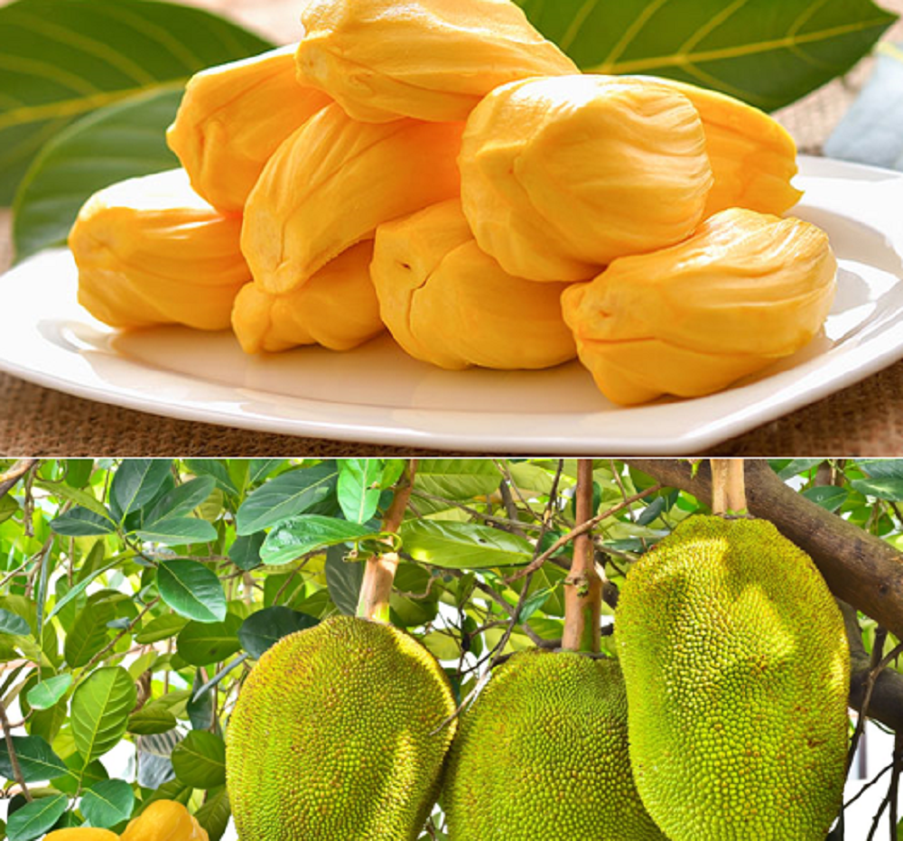 Di balik kelezatannya, buah nangka juga menghadirkan sejumlah manfaat kesehatan yang luar biasa