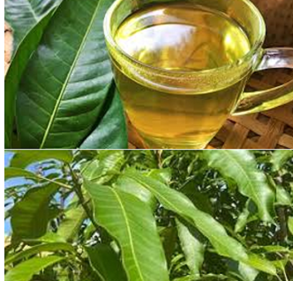 Daun mangga kaya akan khasiat yang dapat membantu Anda mengelola diabetes. Manajemen diabetes (mengendalikan kadar gula darah) juga dapat membantu Anda mencegah komplikasi diabetes.