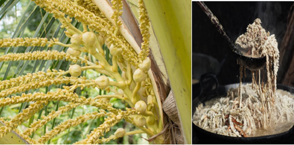 Bunga kelapa atau manggar tidak hanya sebagai dekorasi, tetapi juga memiliki manfaat yang luar biasa bagi kesehatan manusia. Bunga kelapa bisa dibuat menu kuliner gudeg.