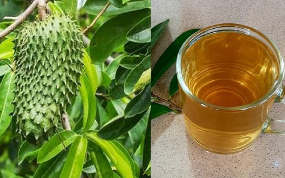 Air rebusan daun sirsak dikenal sebagai salah satu tanaman obat yang memiliki sejumlah manfaat untuk kesehatan.