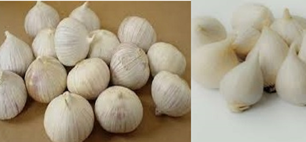 Di balik bentuknya yang unik, bawang putih tunggal mengandung beragam nutrisi yang bermanfaat untuk kesehatan tubuh.