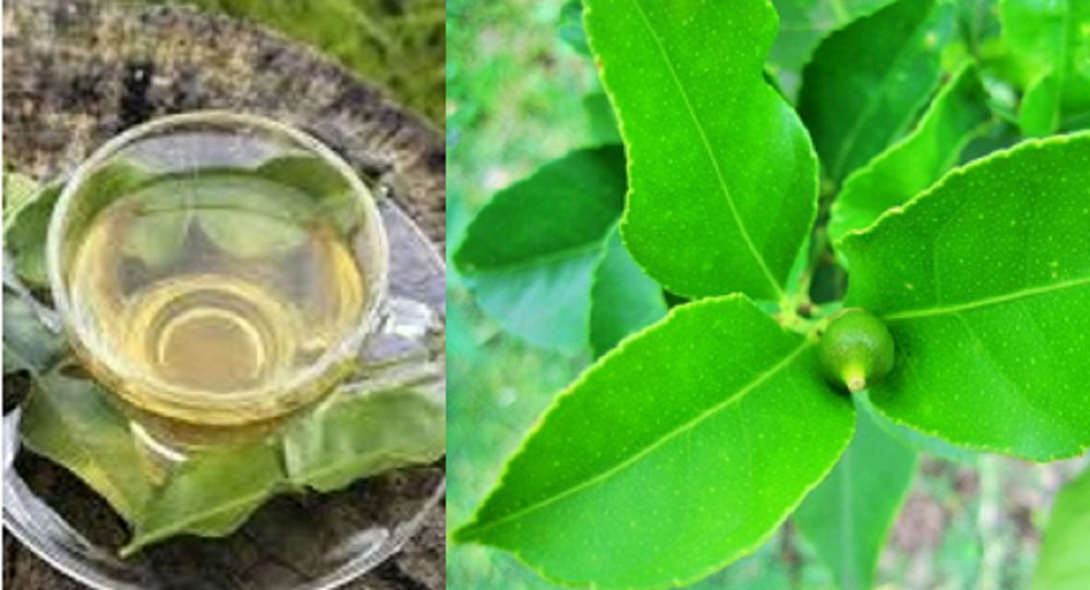 Daun jeruk nipis punya berbagai manfaat untuk kesehatan tubuh jika diolah menjadi makanan. Daun jeruk nipis kaya akan senyawa aktif seperti flavonoid, flavone, dan flavanone.