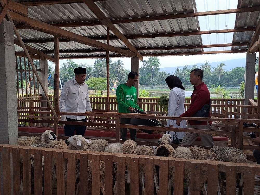 Ketua Baznas RI Prof Dr KH Noor Achmad meninjau langsung kambing-kambing di Balai Ternak Domba Berkah Barokah Farm, Minggu (12/4/2024)