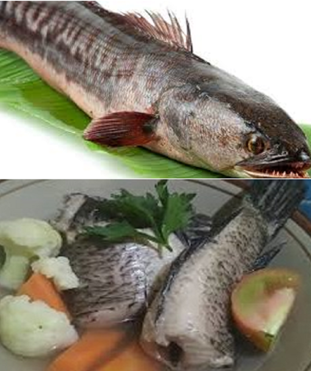 Meski terlihat menyeramkan karena kepalanya yang menyerupai ular, ikan gabus atau Channa striata memiliki sejumlah nutrisi yang bermanfaat untuk kesehatan tubuh.