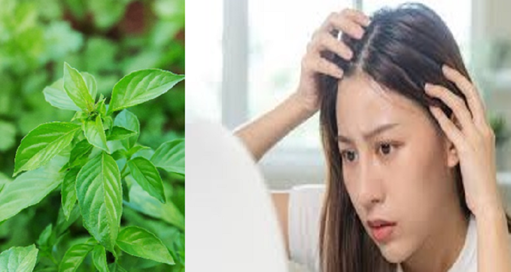 Daun kemangi memiliki kandungan antioksidan yang tinggi, sehingga dapat mencegah berbagai macam penyakit. Selain itu, kemangi juga dipercaya mampu menjaga kesehatan rambut.
