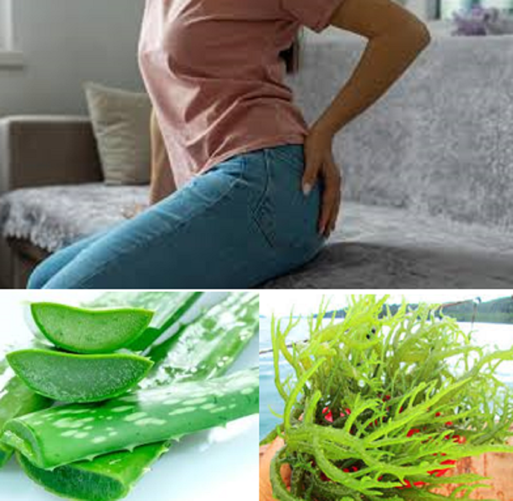 Resep-resep herbal Dr Zaidul Akbar praktis dan mudah untuk membantu menyembuhkan wasir atau ambeien, di antaranya dengan rumput laut dan lidah buaya.