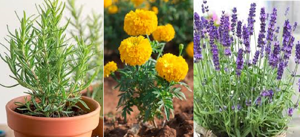 Tiga naman hiasa pengusir nyamuk, rosemary, marigold dan lavender.