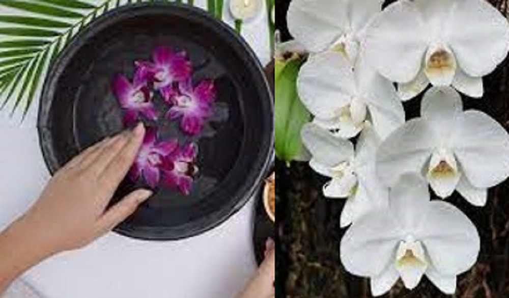 Selain dapat dijadikan tanaman hias untuk memperindah tampilan rumah, ternyata tanaman anggrek juga dapat dimanfaatkan untuk kesehatan tubuh.