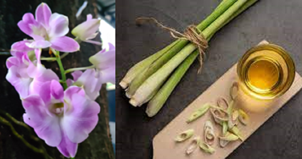 Daun serai tidak hanya dapat digunakan sebagai bumbu dapur saja. Namun juga dapat dimanfaatkan sebagai salah satu bahan membuat pupuk organik cair untuk tanaman anggrek.