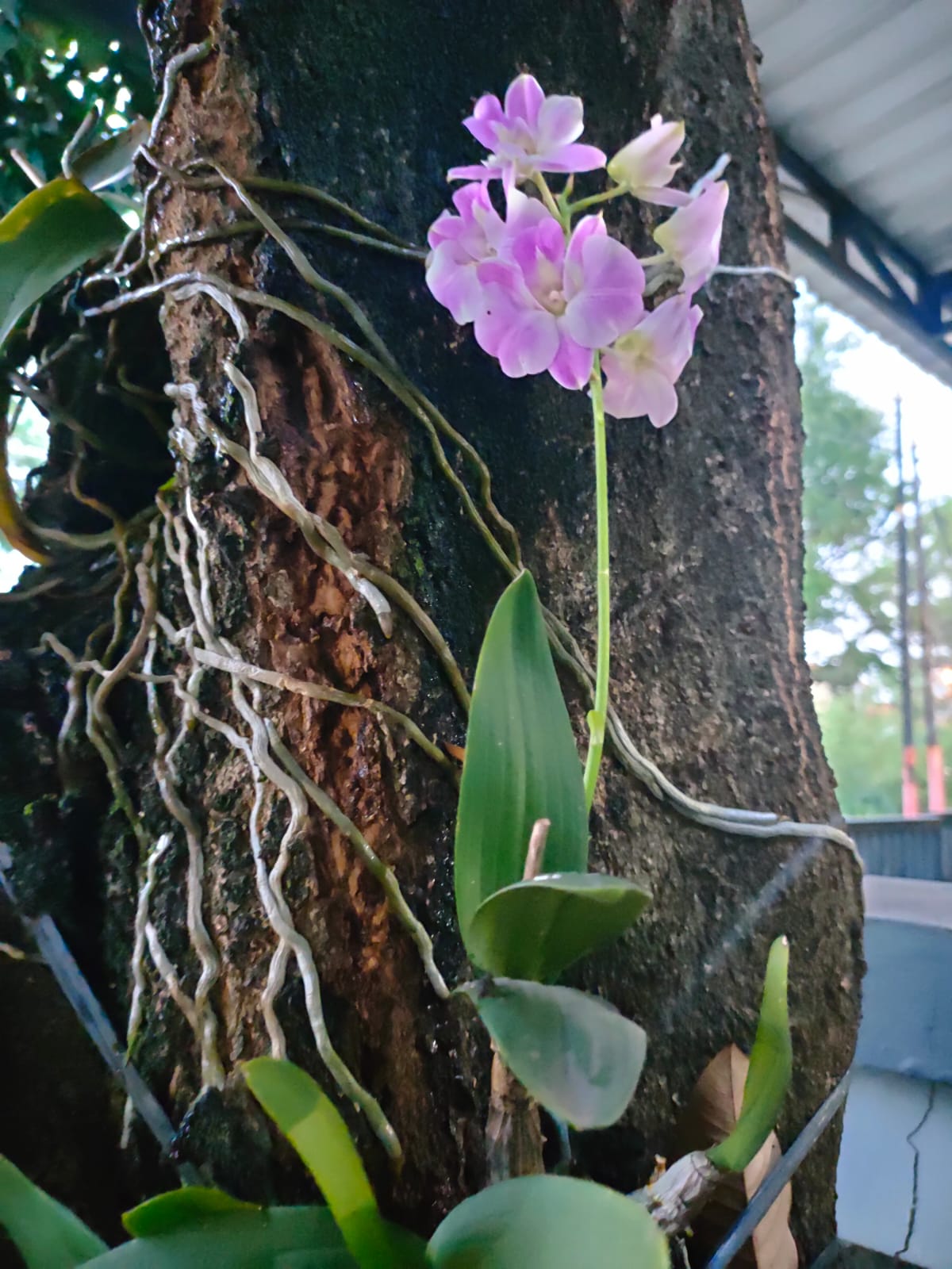 Menanam anggrek di pohon dapat memberikan kesan alami karena memang pada habitat aslinya tanaman anggrek merupakan tanaman epifit.