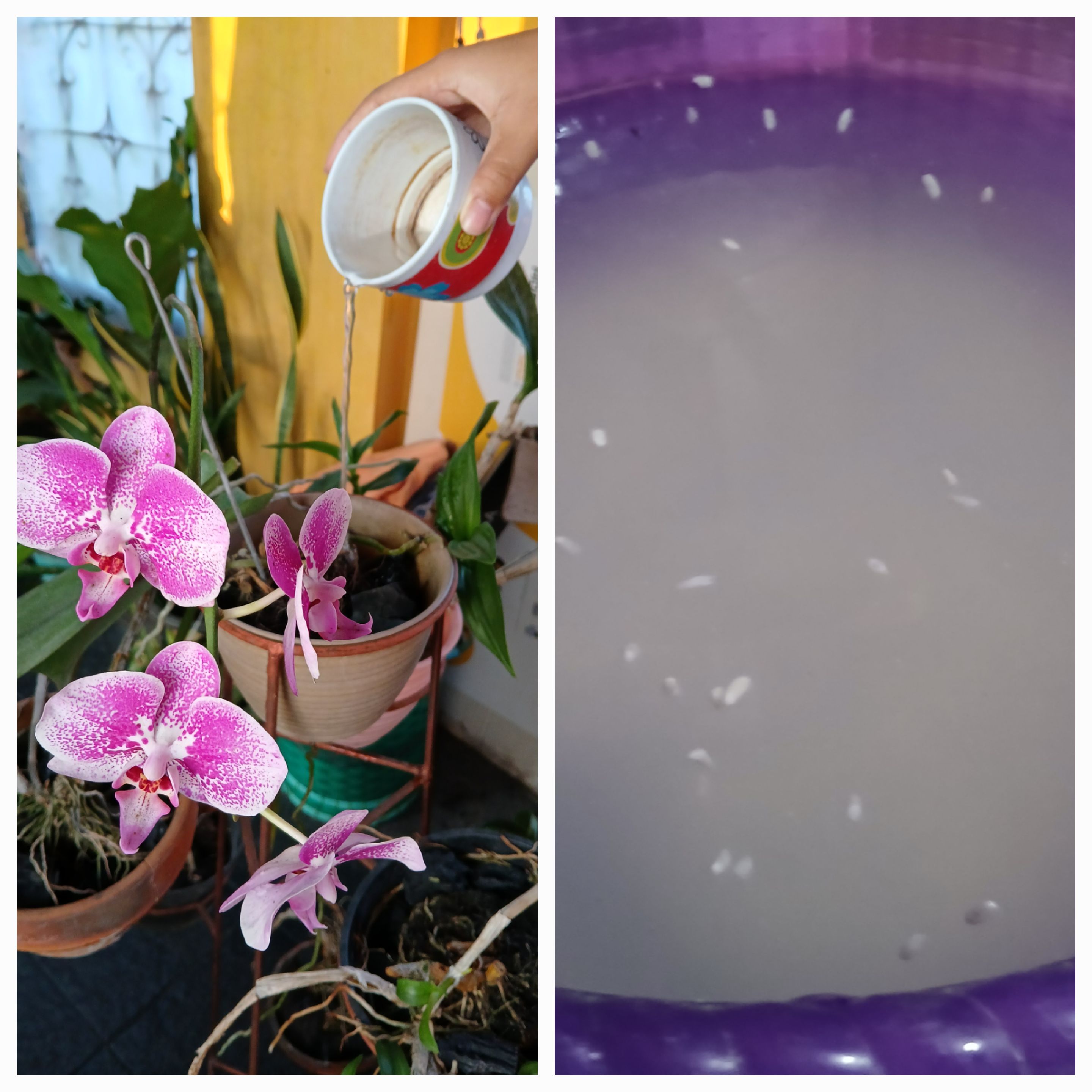 Air cucian beras dapat menyuburkan tanaman anggrek.